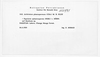 Apiospora sphaerosperma image